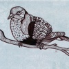 Superb Fruit Dove