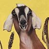 Putting the Goat in Goatee