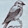 Scissor-tailed Flycatcher