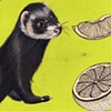 Ferrets Don't get no Respect