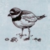 Ringed Plover