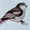 Long-tailed Tit