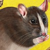 The Year of the Splinter
