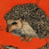Is That A Hedgehog In Your Pants Or Are You Just Happy To See Me?