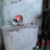 garden residue ( toilet top)