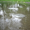 floater series III