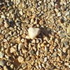 38 pebble heart by Joe Hull 2009