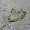 120 Seaweed Heart France by Laura Sturgess June 2010
