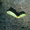 30 Sycamore leaf heart Vicki Park London E3 by Hannah Edy 31 July 2009