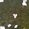 114 Blossom Heart Woolwich London by Hannah Edy 30 April 2010