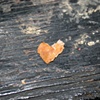 112 Crumb heart Brighton by Victoria Mcmanus May 2010