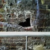 75 Hole in wall heart under bridge London E15 by Hannah Edy 26 Aug 2009