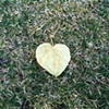 79 Leaf heart in grass Suffolk by Joe Hull 27 Sep 2009