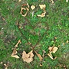 73 Big Love heart leaves and bike chain Vicki Park by Hannah Edy 20 Aug 2009