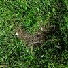 68 Hole in grass heart W Sussex downs by Hannah Edy 8 Aug 2009