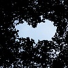 4 Gap in trees heart Vicki Park London E3 by Hannah Edy 10 Aug 2009