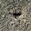 32 Ant hole heart Vicki Park London E3 by Hannah Edy 31 July 2009