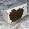77 Bee swarm heart by Krista Calli Vancouver Island Canada July 2009