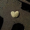 69 Chewing gum heart on drain Stratford London E15 by Hannah Edy 25 Aug 2009