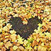 58 Autumn leaves heart Vicki Park London by Hannah Edy 03 Nov 2009