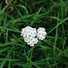 5 Flower heart on canal towpath near olympic site London E15 by Hannah Edy 14 Aug 2009