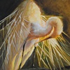 Egret