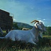 Sanctuary Animals