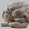 Small Intestine: Large