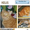 Sample "People Posting:" Eve's Ferocious Feline Kelis