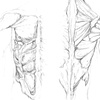 Musculature Study