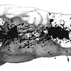 Tabula Rasa (detail)