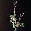 Still Life with Scrub Oak