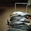 harbor porpoises