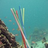 untitled

Indonesia