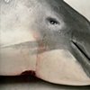 harbor porpoise portrait #01