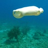 Plastic Drift 