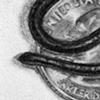 Smallest Snake