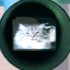 Still from the 6 hours of kitten videos inside the periscope