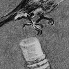 Smallest bird