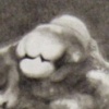 The Mollusks Killed Mallory (detail)