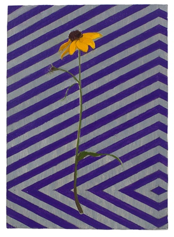 Black eyed Susan