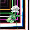 Peony