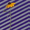 Black eyed Susan