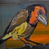 Barbet at Dawn