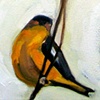 Goldfinch in Snow