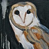 Barn Owl