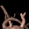 Branching Vessel
