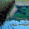 PHRAGMITES