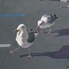 LINE DANCE