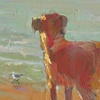 SEA DOG